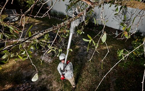 Milwaukee M18 Brushless Telescoping Pole Pruning Shears